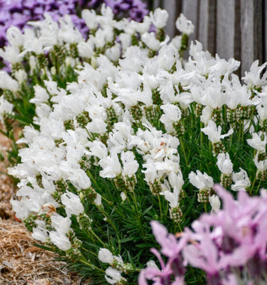 Franču lavanda “Lavita White”